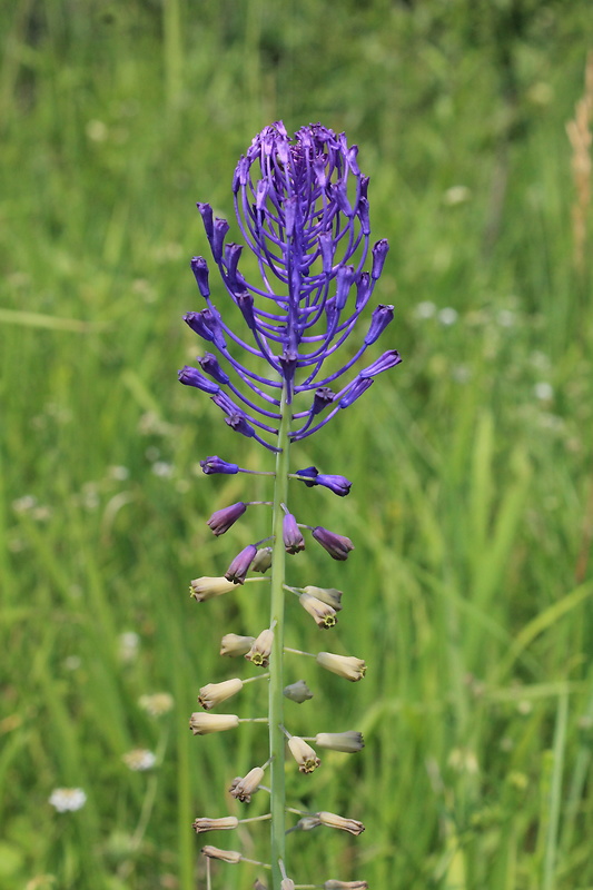 leopoldia chochlatá Leopoldia comosa (L.) Parl.