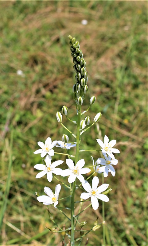 bledavka ihlanovitá Ornithogalum brevistylum Wolfner