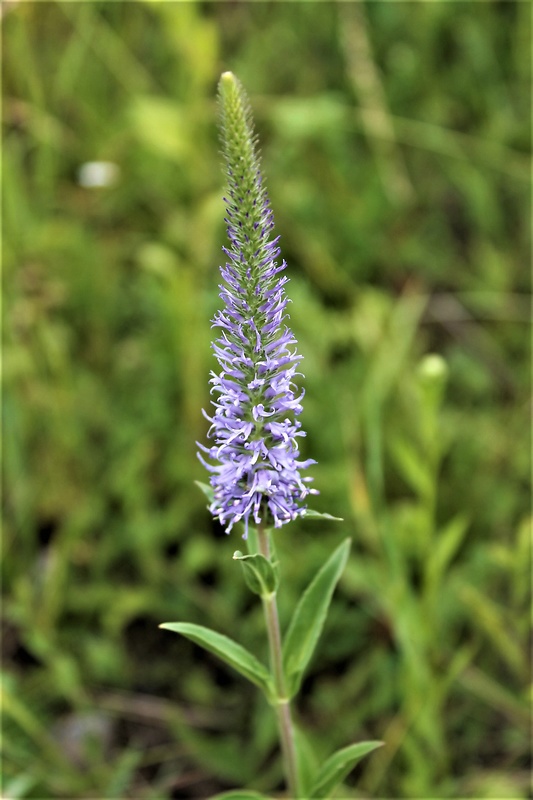 veronikovec vstavačovitý Pseudolysimachion orchideum (Crantz) Wraber