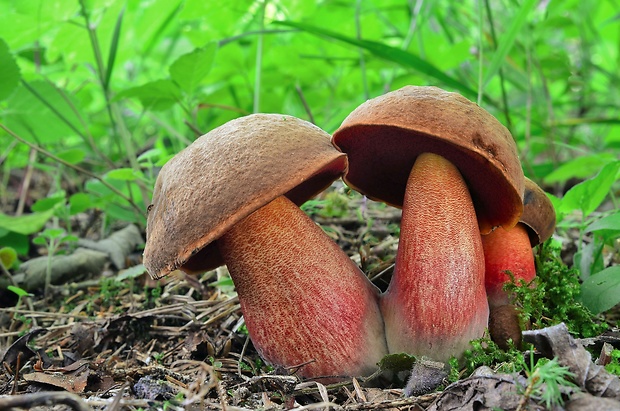 hríb zrnitohlúbikový Sutorius luridiformis (Rostk.) G. Wu & Zhu L. Yang