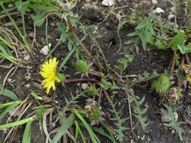 púpava sliezska Taraxacum parnassicum Dahlst.