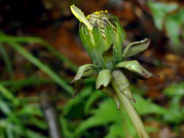 púpava Taraxacum piceatum Dahlst.