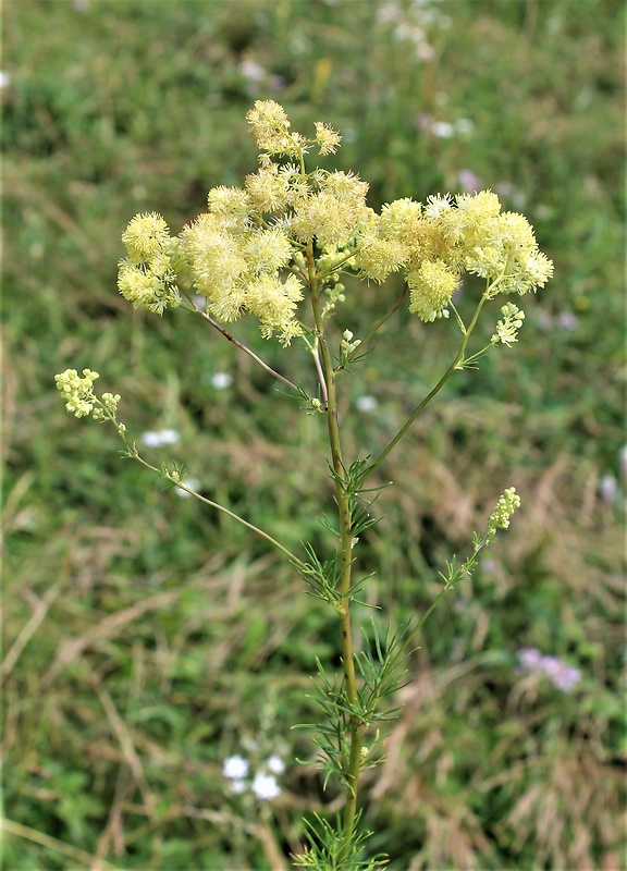 žltuška žltá Thalictrum flavum L.