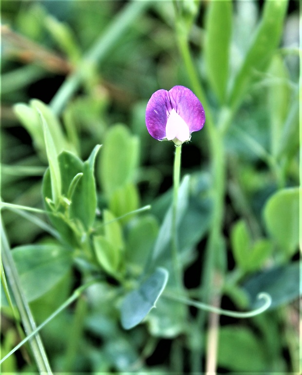 vika hrachorovitá Vicia lathyroides L.