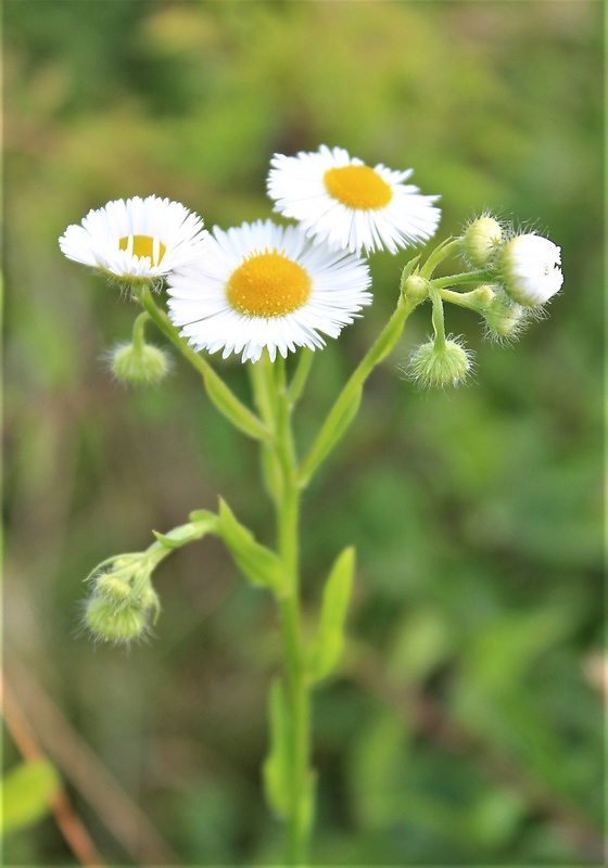 hviezdnik ročný erigeron annuus