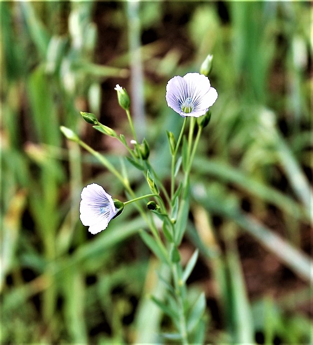 ľan ssp. linum ssp.