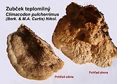 zubček teplomilný