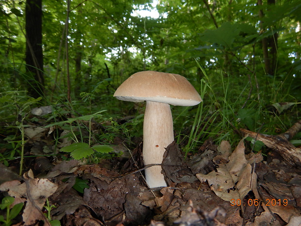 hríb dubový Boletus reticulatus Schaeff.