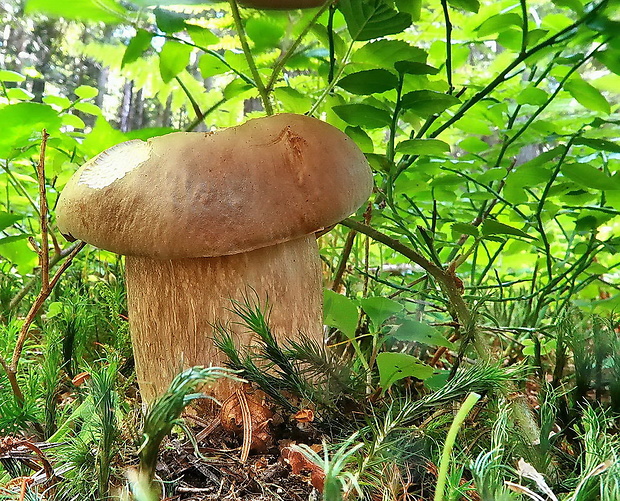 hríb dubový Boletus reticulatus Schaeff.