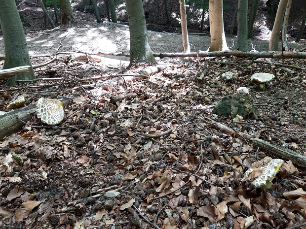 hríb dubový Boletus reticulatus Schaeff.