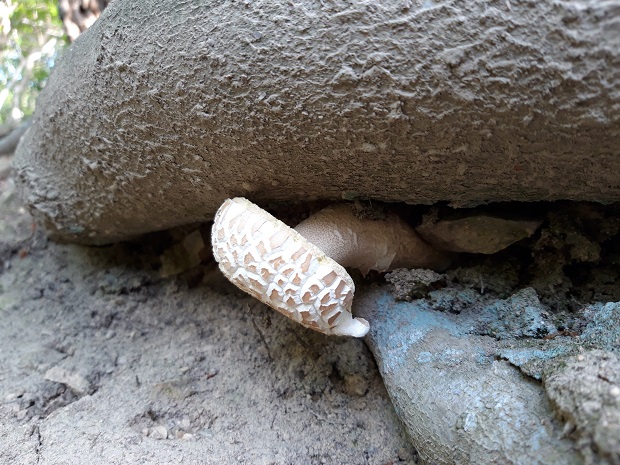 hríb dubový Boletus reticulatus Schaeff.