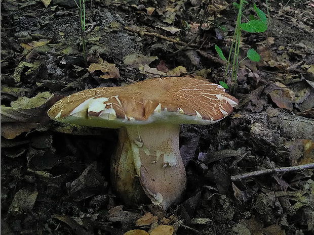 hríb dubový Boletus reticulatus Schaeff.