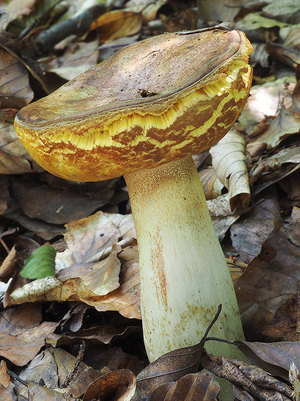 hríb príveskatý Butyriboletus appendiculatus (Schaeff. ex Fr.) Secr.