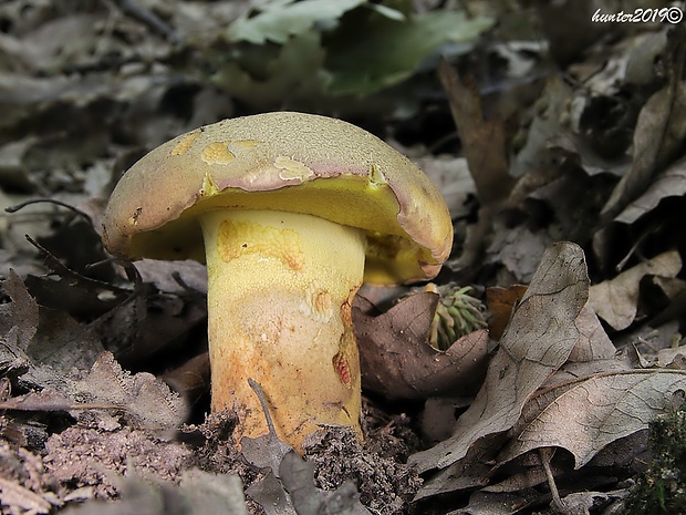 hríb príveskatý Butyriboletus appendiculatus (Schaeff. ex Fr.) Secr.