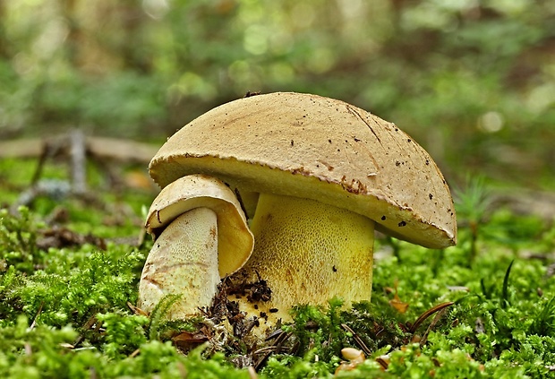 hríb horský Butyriboletus subappendiculatus (Dermek, Lazebn. & J. Veselský) D. Arora & J.L. Frank