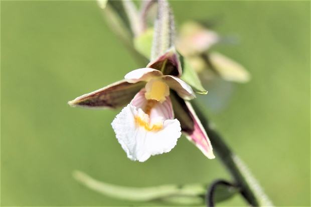 kruštík močiarny Epipactis palustris (L.) Crantz