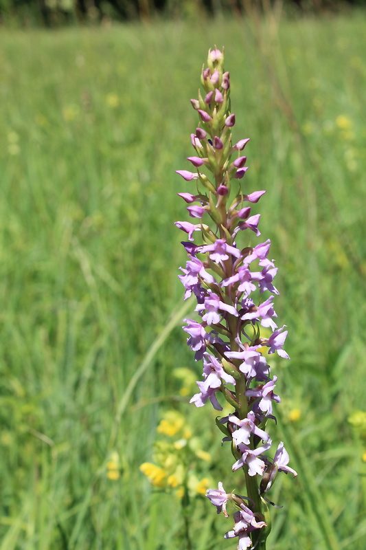 päťprstnica obyčajná Gymnadenia conopsea (L.) R. Br.