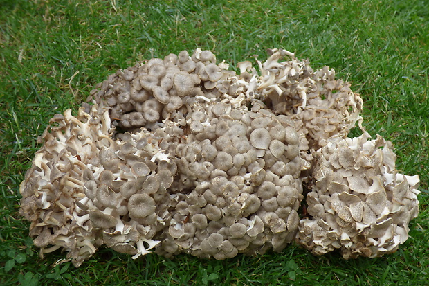 trúdnik klobúčkatý Polyporus umbellatus (Pers.) Fr.