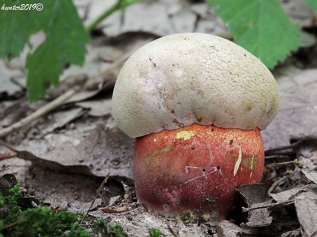 hríb Le Galovej Rubroboletus legaliae (Pilát & Dermek) Della Maggiora & Trassin.