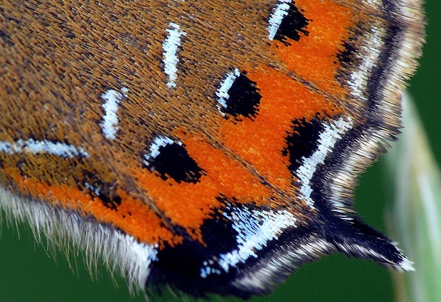 ostrôžkár slivkový (sk) / ostruháček švestkový (cz) Satyrium pruni Linnaeus, 1758