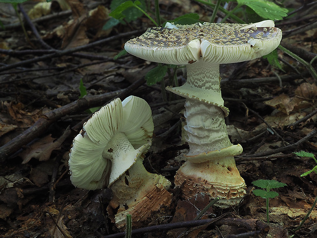 muchotrávka hrubá Amanita excelsa (Fr.) Bertill.