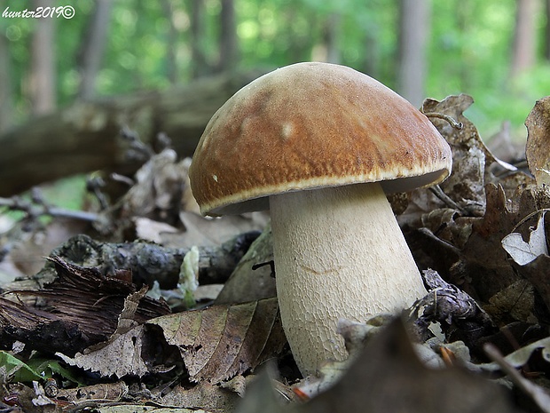 hríb dubový Boletus reticulatus Schaeff.