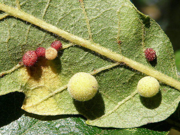 hrčiarka / žlabatka Chilaspis nitida Giraud, 1859