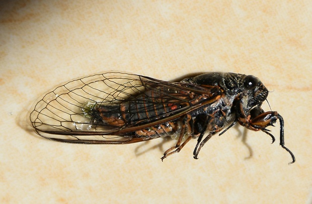 cikáda  Cicada sp.