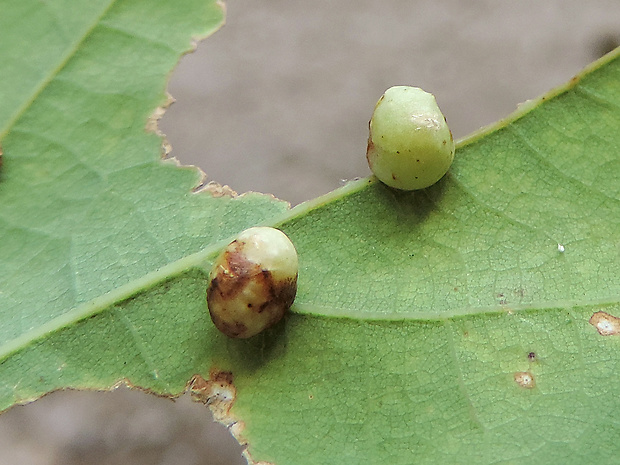 hrčiarka listová / žlabatka dubová Cynips quercusfolii Linnaeus, 1758