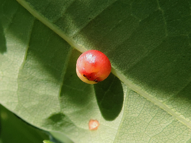 hrčiarka listová / žlabatka dubová Cynips quercusfolii Linnaeus, 1758