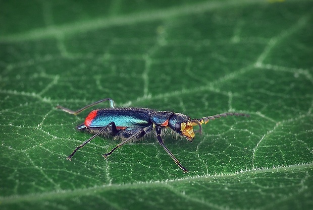 malachius (sk) / bradavičník dvojskvrnný (cz) Malachius bipustulatus Linnaeus, 1758