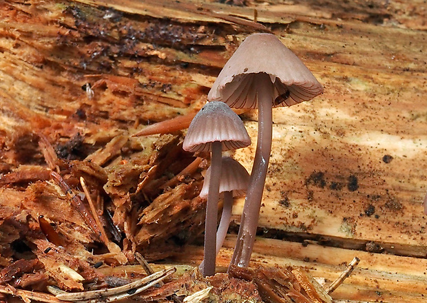 prilbička červenoobrúbená Mycena rubromarginata (Fr.) P. Kumm.