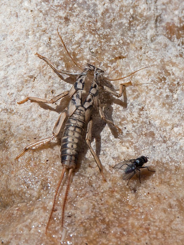 pošvatka hnedopása Perla marginata