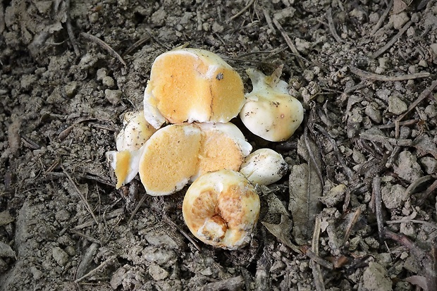 plávkovec biely Russula candida (Tul. & C. Tul.) J.M. Vidal