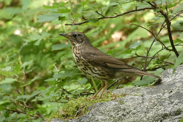 drozd plavý Turdus philomelos