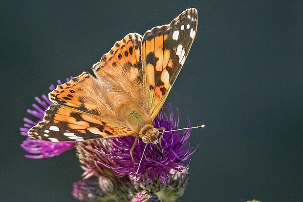 babôčka bodliaková  Vanessa cardui