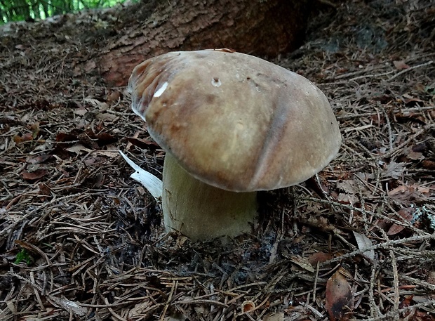 hríb dubový Boletus reticulatus Schaeff.