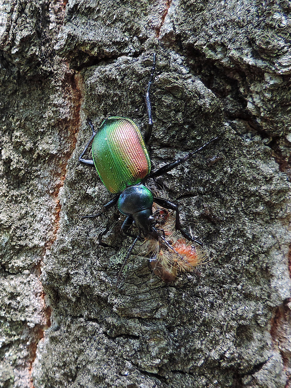 húseničiar pižmový / krajník pižmový Calosoma sycophanta Linnaeus, 1758