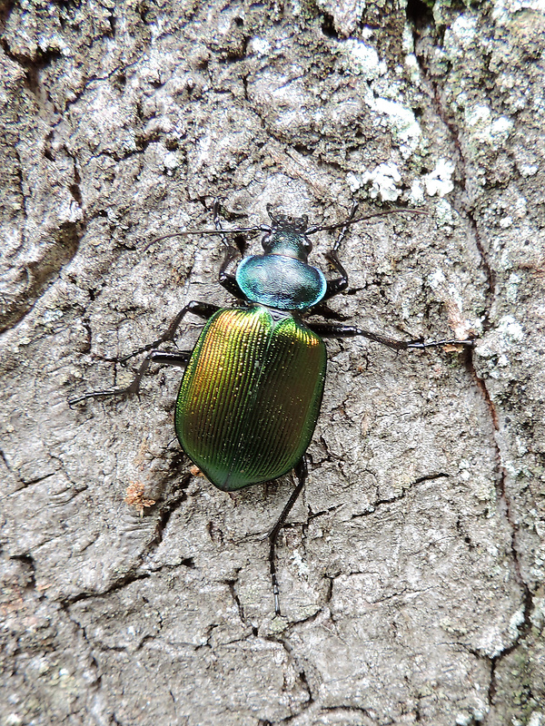 húseničiar pižmový / krajník pižmový Calosoma sycophanta Linnaeus, 1758