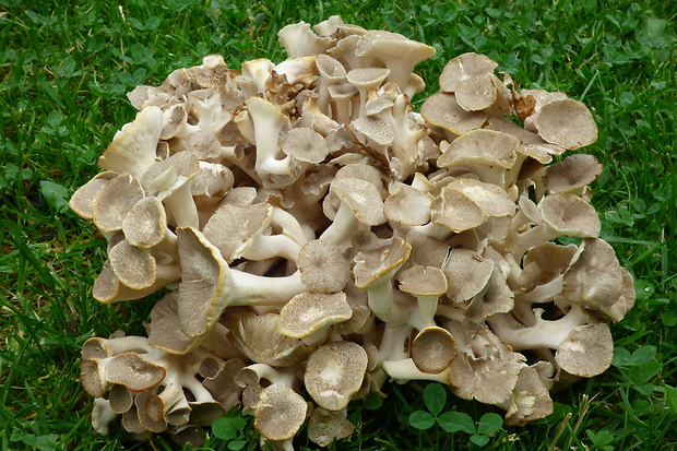 trúdnik klobúčkatý Polyporus umbellatus (Pers.) Fr.