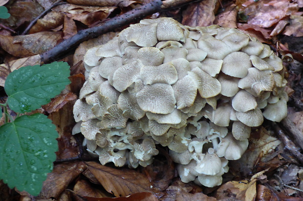 trúdnik klobúčkatý Polyporus umbellatus (Pers.) Fr.