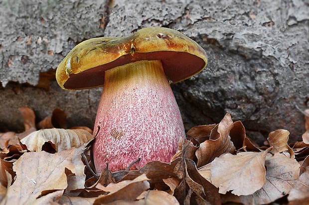 hríb zrnitohlúbikový Sutorius luridiformis (Rostk.) G. Wu & Zhu L. Yang