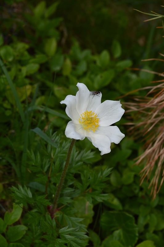 poniklec alpinsky  Anemone narcissiflora L.