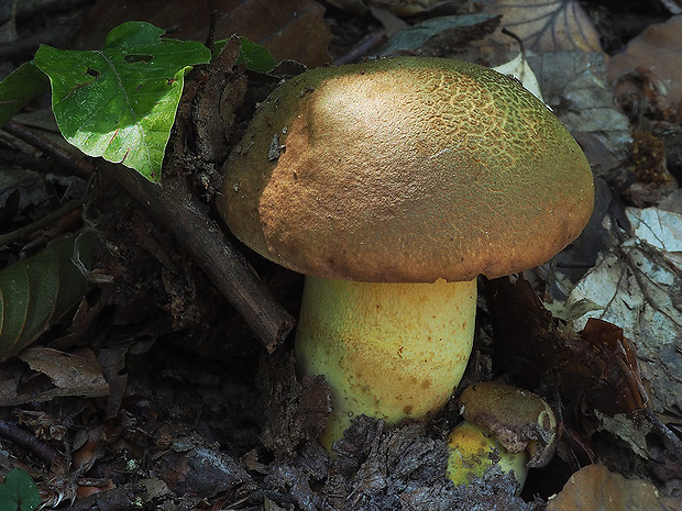 hríb príveskatý Butyriboletus appendiculatus (Schaeff. ex Fr.) Secr.