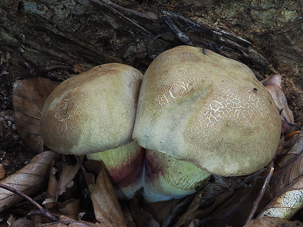 hríb červený Caloboletus calopus Fr.