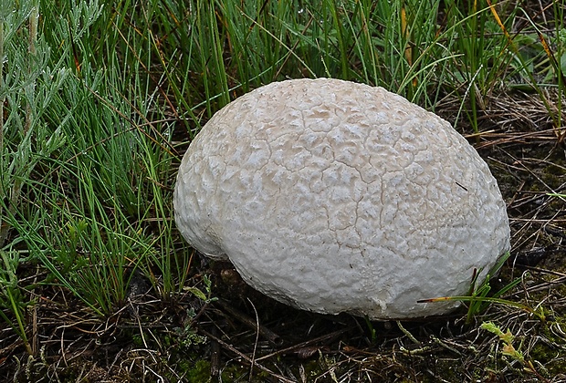 rozpadavec krehký Calvatia cyathiformis (Bosc) Morgan