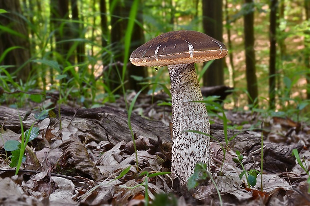 kozák hrabový Leccinum pseudoscabrum (Kallenb.) Šutara