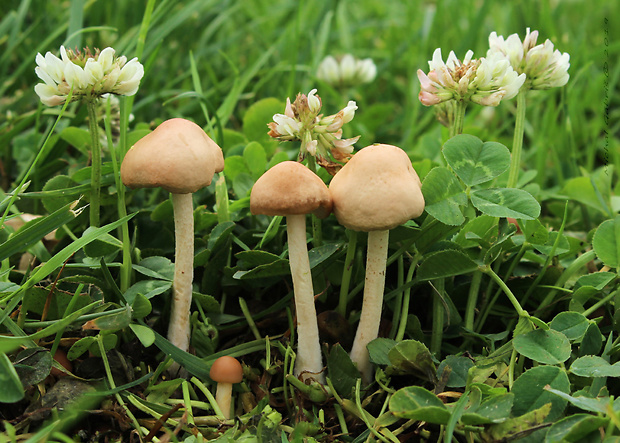 tanečnica poľná Marasmius oreades (Bolton) Fr.