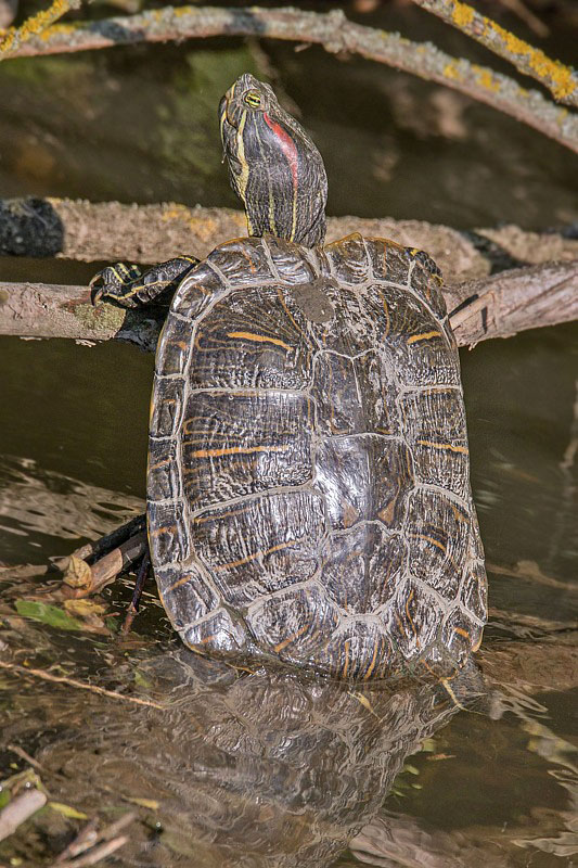 korytnačka písmenková   Trachemys scripta