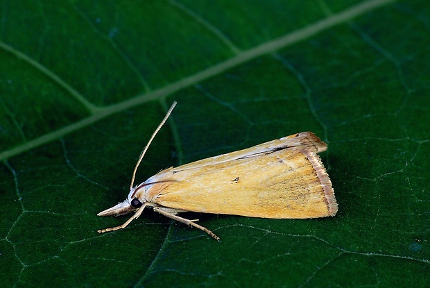 trávovec žltý (sk) / travařík (cz) Xanthocrambus saxonellus Zincken, 1821